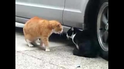 Побъркани котки се карат
