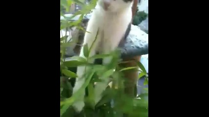 Къде се катери този сладур