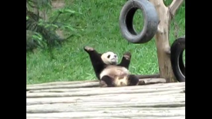 Танцуващата панда 