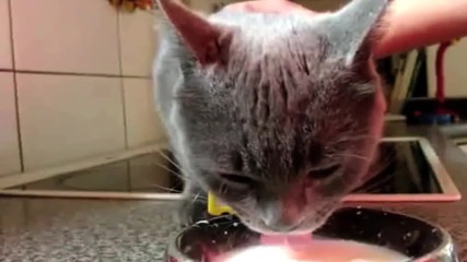 Supercats _ Episode 3