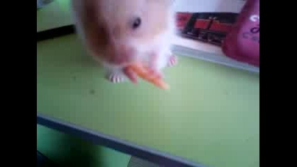 Специалния морков на Моли