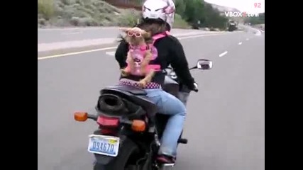 Mомиче вози кученцето си на пистов мотор 