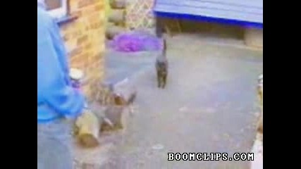 На Какво Е Способна Една Котка ?