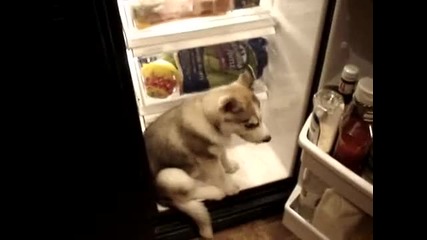 На кучето му е толкова топло, че стои в хладилника и не излиза 