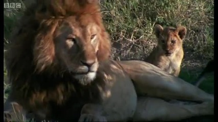 Lioness Strike & Parenting - Lions Spy in the Den - Bbc