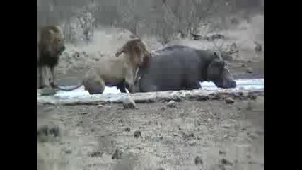 Лъв атакува хипопотам