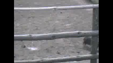 Щрауси
