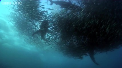 Hd Underwater Armageddon - Natures Great Events The Great Tide - Bbc One 