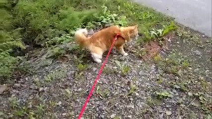 Домашни котачета на разходка