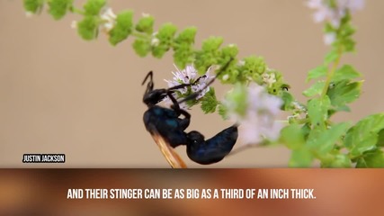 Най-големите насекоми намирани някога!