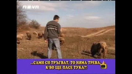 Господари на ефира 20/04/2009 [смях] Репортер взима интервю от овца.