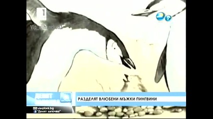 Влюбени Мъжки Пингвини !