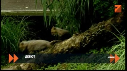 Дебют на двойка 3-месечни гепарди в зоопарка Вашингтон