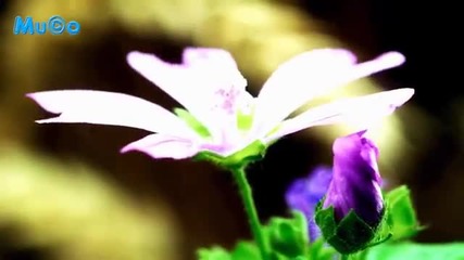 Henry Mancini - Nadia's Theme - The Young And The Restless 2013 H D