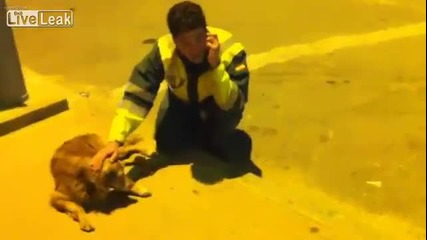 Респект ! Катаджия спаси куче ударено от кола