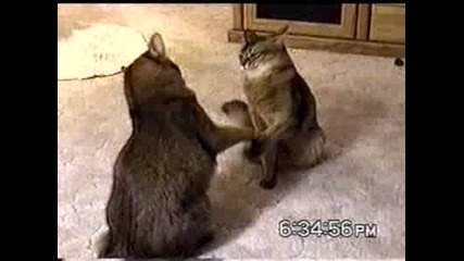 Какъв синхром само... 