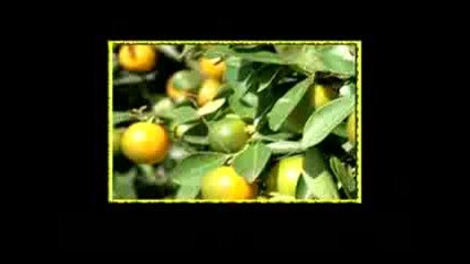 Mỹ Tâm -  Thiên Đường Mùa Xuân