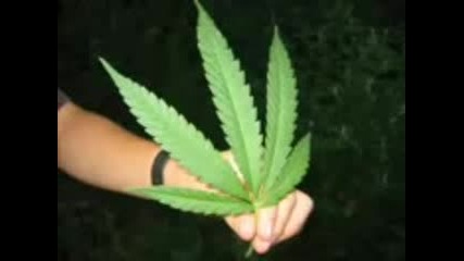 Joint - Снимки 