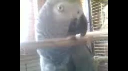 Говорящ папагал - Жак0 