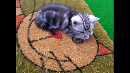 Красиви котета...