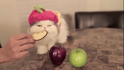 Коте си похапва ябълка