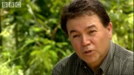 Rare frogs endangered species - Planet Earth - Bbc wildlife 