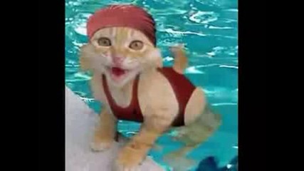 Забавни котки (пета част - смях)