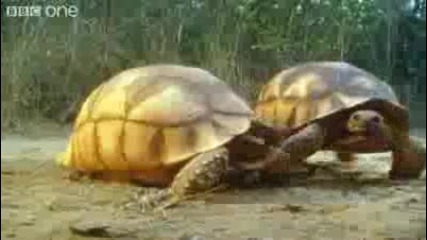 Жив0тни, к0ит0 ще ви накарат да заплачете 0т смях! 