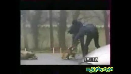 incredible Police Dogs