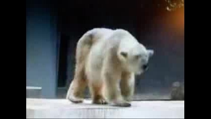 Dj Bear