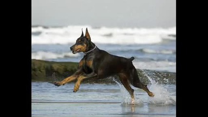 pitbull, doberman and rottweiler 