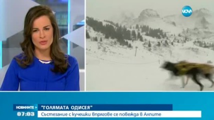 Състезание с кучешки впрягове се повежда в Алпите