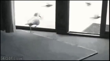 Ще Се Напикаете от Смях с Това Видео