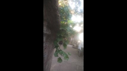 Vid_20220907_075315.mp4