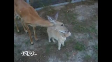 Deer Cat Love 