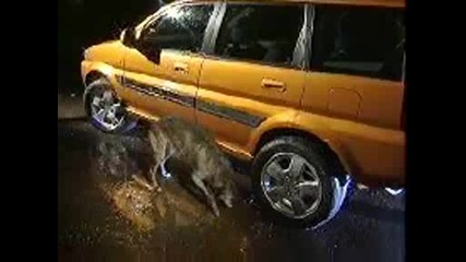 Смешна реклама - Колата се изпикава на кучето