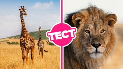 ТЕСТ: Колко добре познаваш животните в Африка?
