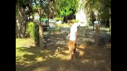 Коте на каишка
