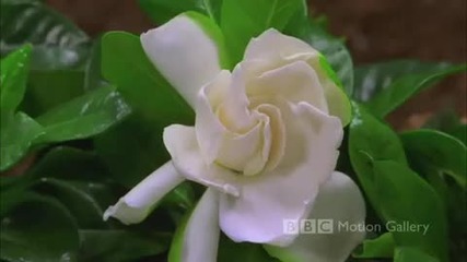 Пълен разцвет на цветята 