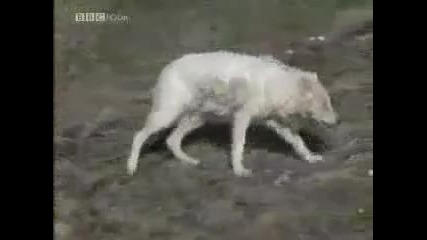 Bbc Wildlife - вълците - част 5 