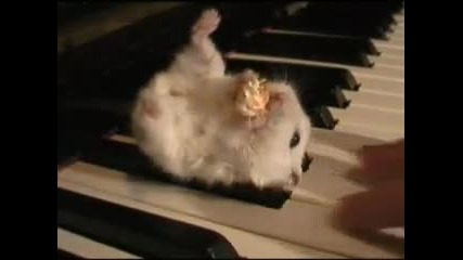 Сладък хамстер яде пуканка и седи върху пиано ! 