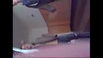 Dx - Гледай и Се Смей