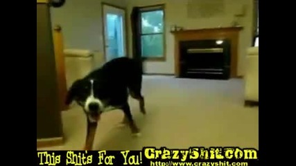 Куче Напикава Килим xd 