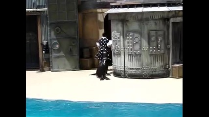 Тюленче прави каквото види 