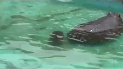 Хипопотамче плува за първи път
