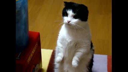 Сладко Коте