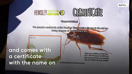 London zoo lets you name COCKROACHES after your ex for Valentine’s Day vengeance