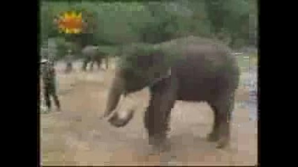 Слон Прави Номера
