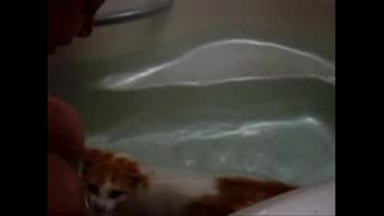 Кой Е Казал Че Котките Не Обичат Да Плуват