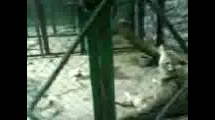 виене на вълк-хасковския зоопарк